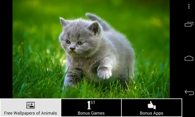 Play Free Wallpapers of Animals HD Play Free Wallpapers of Animals HD