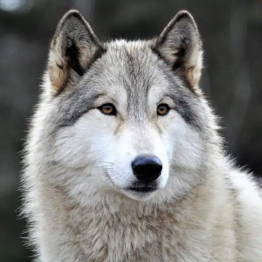 Play Free Wolf Wallpapers HD APK Play Free Wolf Wallpapers HD APK