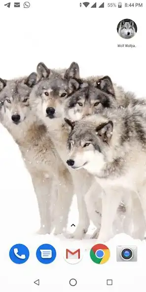 Play Free Wolf Wallpapers HD as an online game Free Wolf Wallpapers HD with UptoPlay