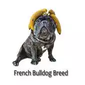 Free play online French bulldog Breed APK Free play online French bulldog Breed APK