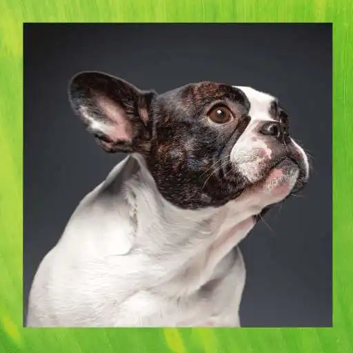 Play French bulldog APK