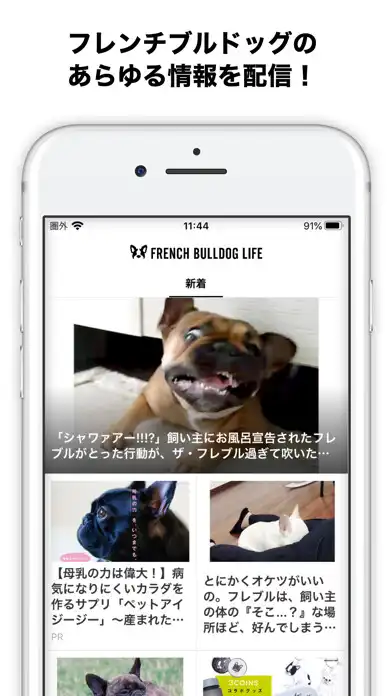 Play French Bulldog Life【フレンチブルドッグラ  and enjoy French Bulldog Life【フレンチブルドッグラ with UptoPlay