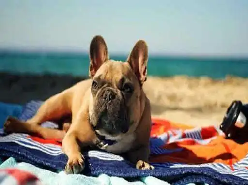 Play French bulldog and enjoy French bulldog with UptoPlay Play French bulldog and enjoy French bulldog with UptoPlay