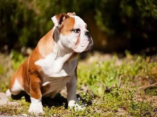 Play French bulldog as an online game online French bulldog with UptoPlay Play French bulldog as an online game French bulldog with UptoPlay