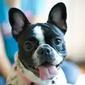 Free play online French Bulldogs HD Wallpapers APK