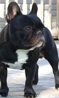 Play French Bulldogs HD Wallpapers