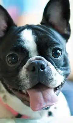 Play French Bulldogs HD Wallpapers