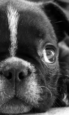 Play French Bulldogs HD Wallpapers
