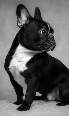 Play French Bulldogs HD Wallpapers