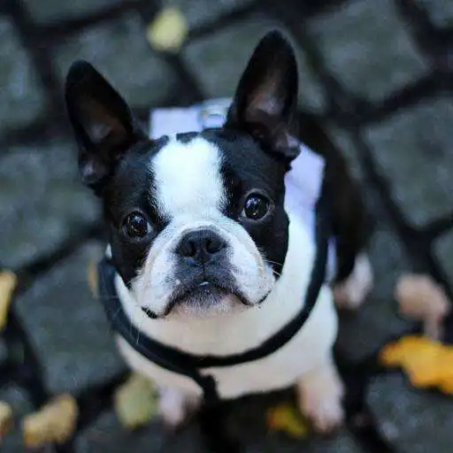 Free play online French bulldogs APK Free play online French bulldogs APK