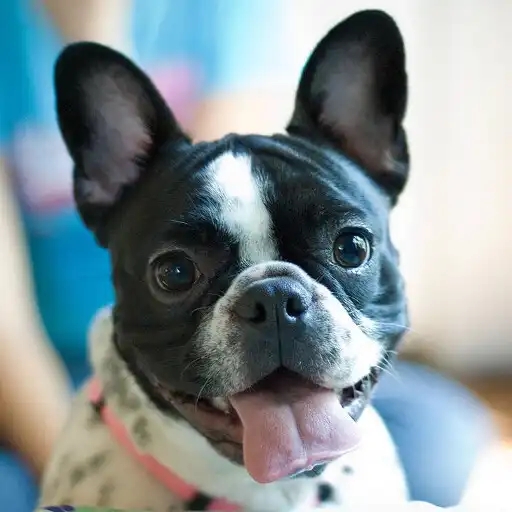 Free play online French Bulldogs Jigsaw Puzzle APK