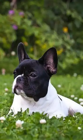 Play French Bulldogs Jigsaw Puzzle Play French Bulldogs Jigsaw Puzzle