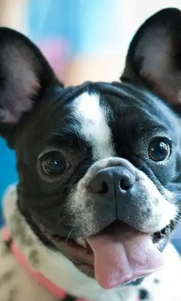 Play French Bulldogs Jigsaw Puzzle Play French Bulldogs Jigsaw Puzzle