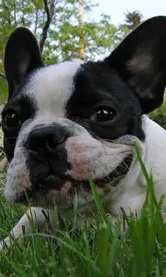Play French Bulldogs Jigsaw Puzzle Play French Bulldogs Jigsaw Puzzle