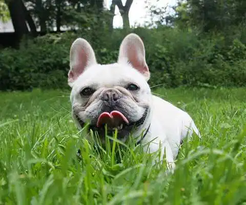 Play French Bulldogs Jigsaw Puzzle Play French Bulldogs Jigsaw Puzzle