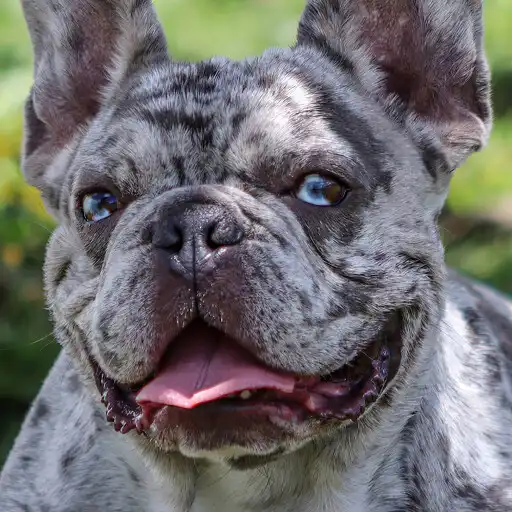 Play French Bulldog Wallpaper APK
