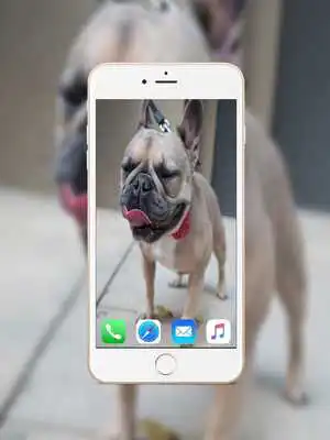 Play French Bulldog Wallpaper  and enjoy French Bulldog Wallpaper with UptoPlay