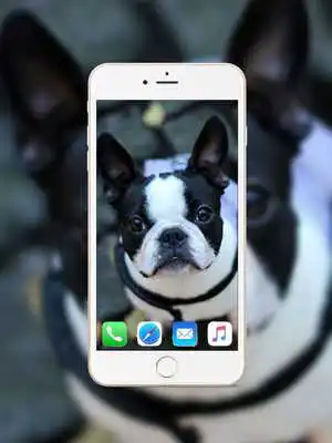 Play French Bulldog Wallpaper as an online game French Bulldog Wallpaper with UptoPlay