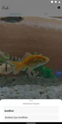 Play Freshwater Fish Wiki as an online game Freshwater Fish Wiki with UptoPlay