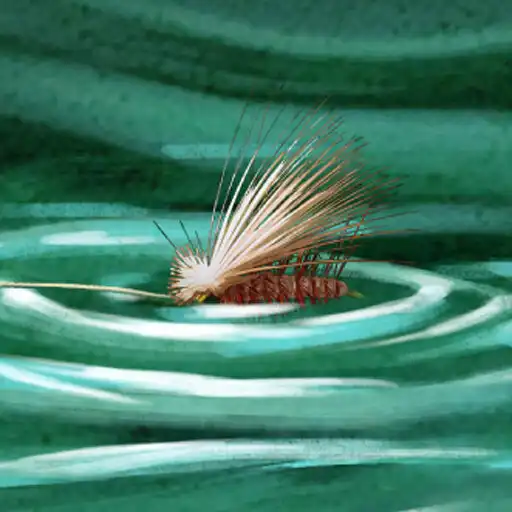 Play Freshwater Fly Strike APK