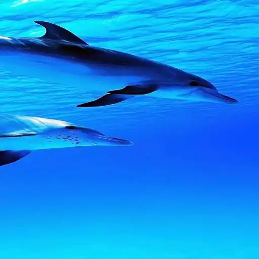 Play Friendly Dolphins Wallpaper APK
