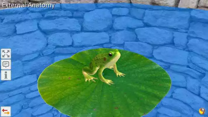 Play Frog Anatomy Life Cycle Play Frog Anatomy Life Cycle