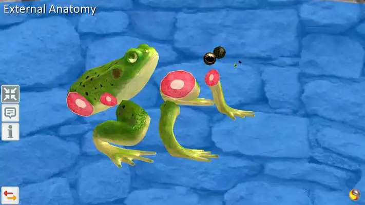 Play Frog Anatomy Life Cycle Play Frog Anatomy Life Cycle