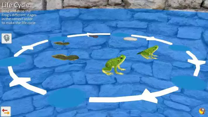 Play Frog Anatomy Life Cycle Play Frog Anatomy Life Cycle