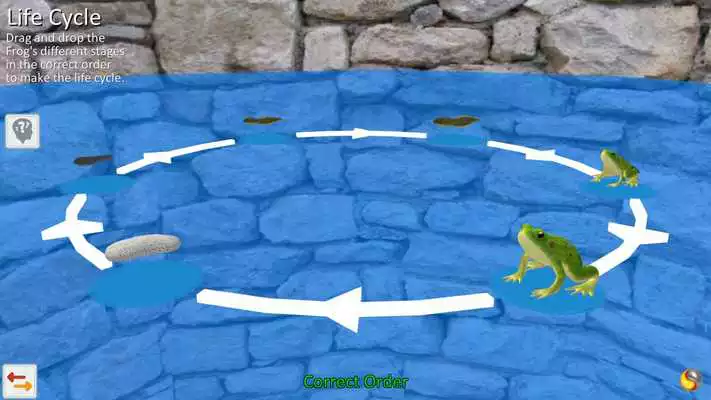 Play Frog Anatomy Life Cycle Play Frog Anatomy Life Cycle