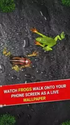 Play Frog in Phone - Frog Prank