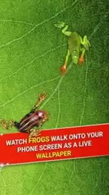 Play Frog in Phone - Frog Prank