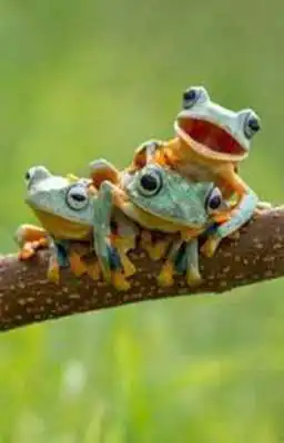 Play Frog Picture Wall Clock App