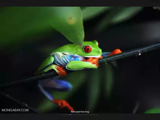 Play Frog SlideShow  and enjoy Frog SlideShow with UptoPlay