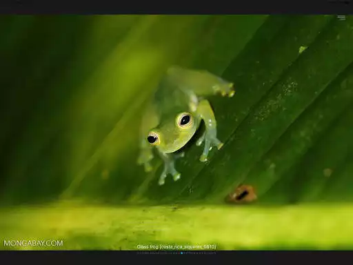 Play Frog SlideShow as an online game Frog SlideShow with UptoPlay