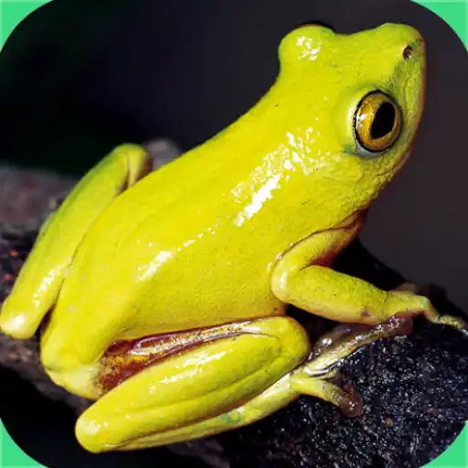 Play Frogs of Southern Africa APK Play Frogs of Southern Africa APK