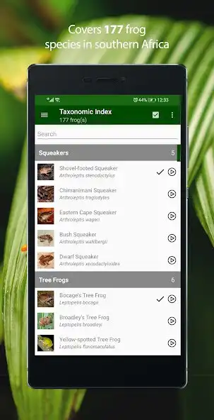 Play Frogs of Southern Africa  and enjoy Frogs of Southern Africa with UptoPlay