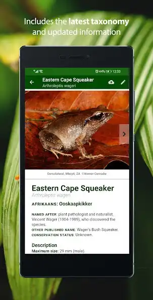 Play Frogs of Southern Africa as an online game Frogs of Southern Africa with UptoPlay