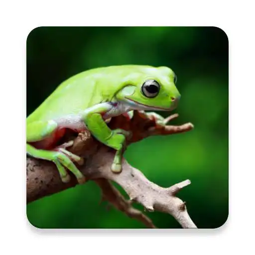 Play Frog Sound Collections ~ Sclip.app APK