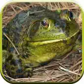 Free play online Frog Sounds for Kids APK Free play online Frog Sounds for Kids APK