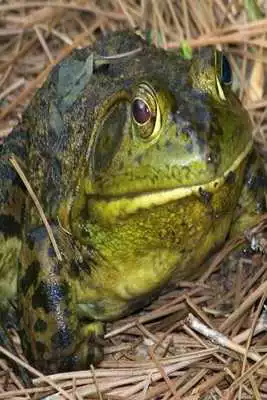Play Frog Sounds for Kids
