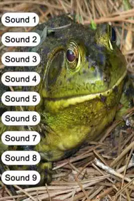 Play Frog Sounds for Kids