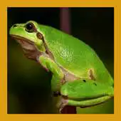 Free play online Frog Sounds Fun APK