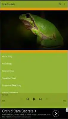 Play Frog Sounds Fun