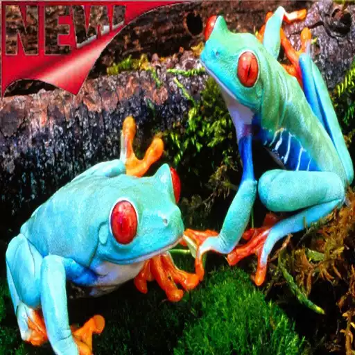 Play Frog Wallpaper APK