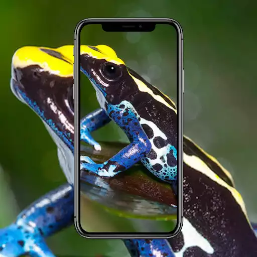 Play Frog Wallpaper