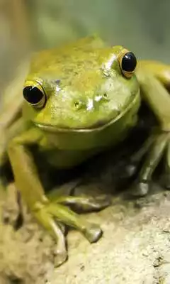 Play Frog Wallpaper