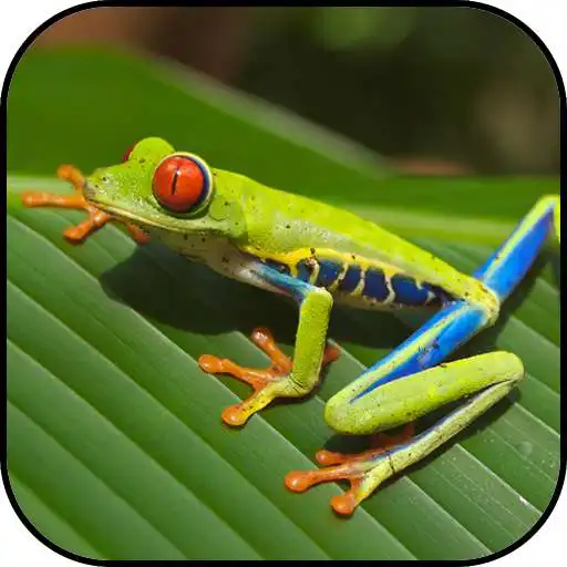 Free play online Frog Wallpapers APK