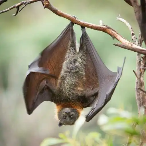Play Fruit Bat Wallpaper APK