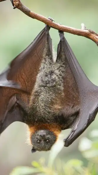 Play Fruit Bat Wallpaper and enjoy Fruit Bat Wallpaper with UptoPlay Play Fruit Bat Wallpaper and enjoy Fruit Bat Wallpaper with UptoPlay