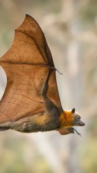 Play Fruit Bat Wallpaper as an online game online Fruit Bat Wallpaper with UptoPlay Play Fruit Bat Wallpaper as an online game Fruit Bat Wallpaper with UptoPlay